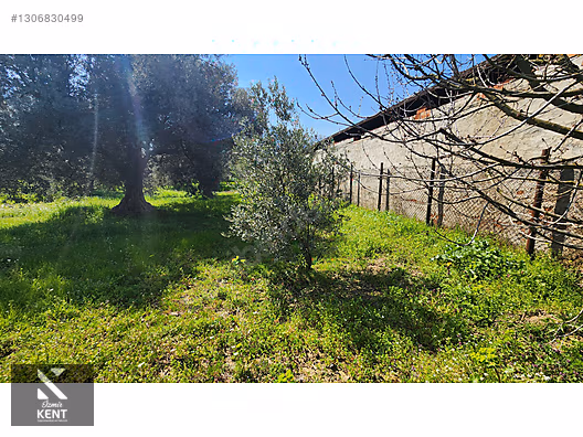 Kemalpaşa Ören Satılık Zeytinlik 1.230 m2 - İZMİR KEMALPAŞA fotoğraf 10