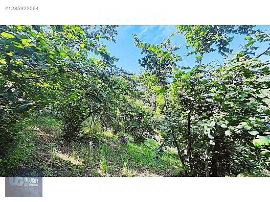 4,5 DÖNÜM FINDIK TARLASI - BARTIN MERKEZ fotoğraf 4