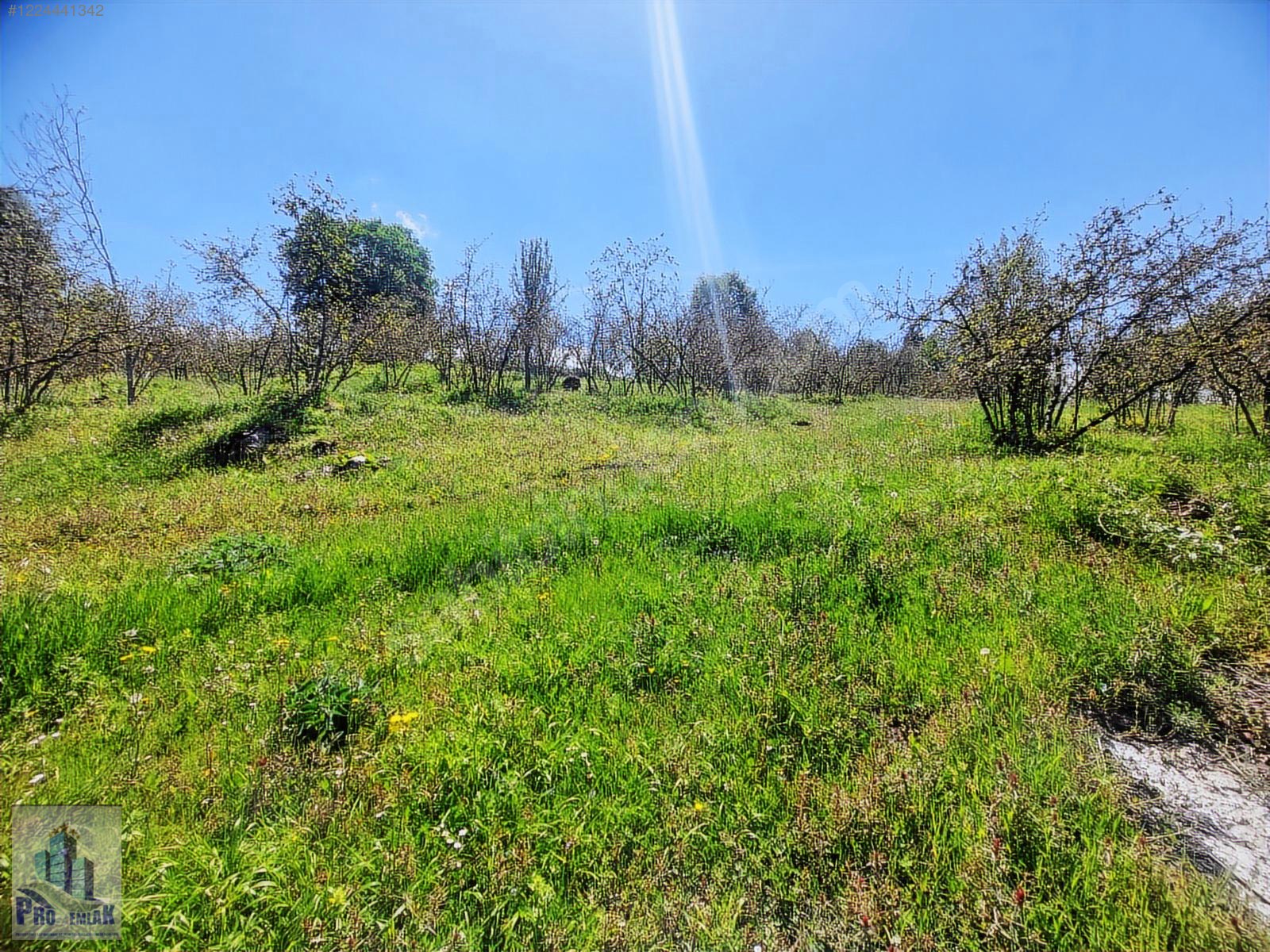 DÜZCE KAYNAŞLI BIÇKIYANI KONUT YAPILABİLİR 5009 M2 FINDIKLIK - DÜZCE KAYNAŞLI fotoğraf 5