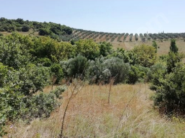 BURSA KARACABEY YEŞİLDERE KÖYÜNDE 3.600 M² TARLA SATILIKTIR - BURSA KARACABEY fotoğraf 10