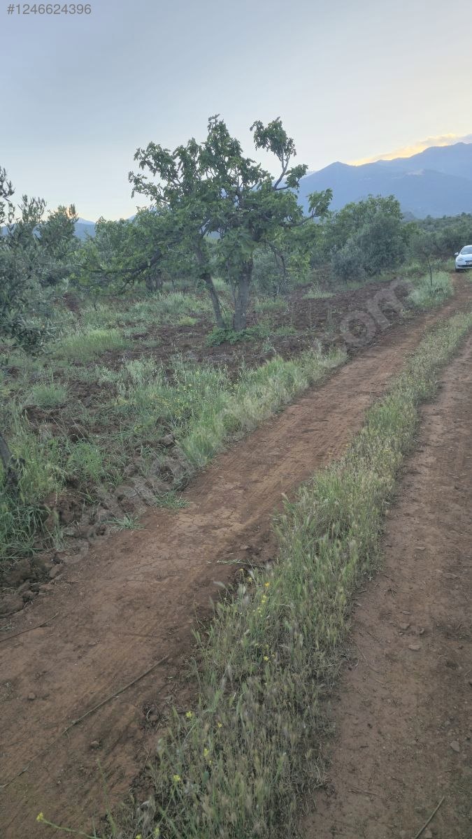 Hatay Hassa Aktepe küreci Mahallesi'nde satılık arsa bağ tek kapı - HATAY HASSA fotoğraf 11