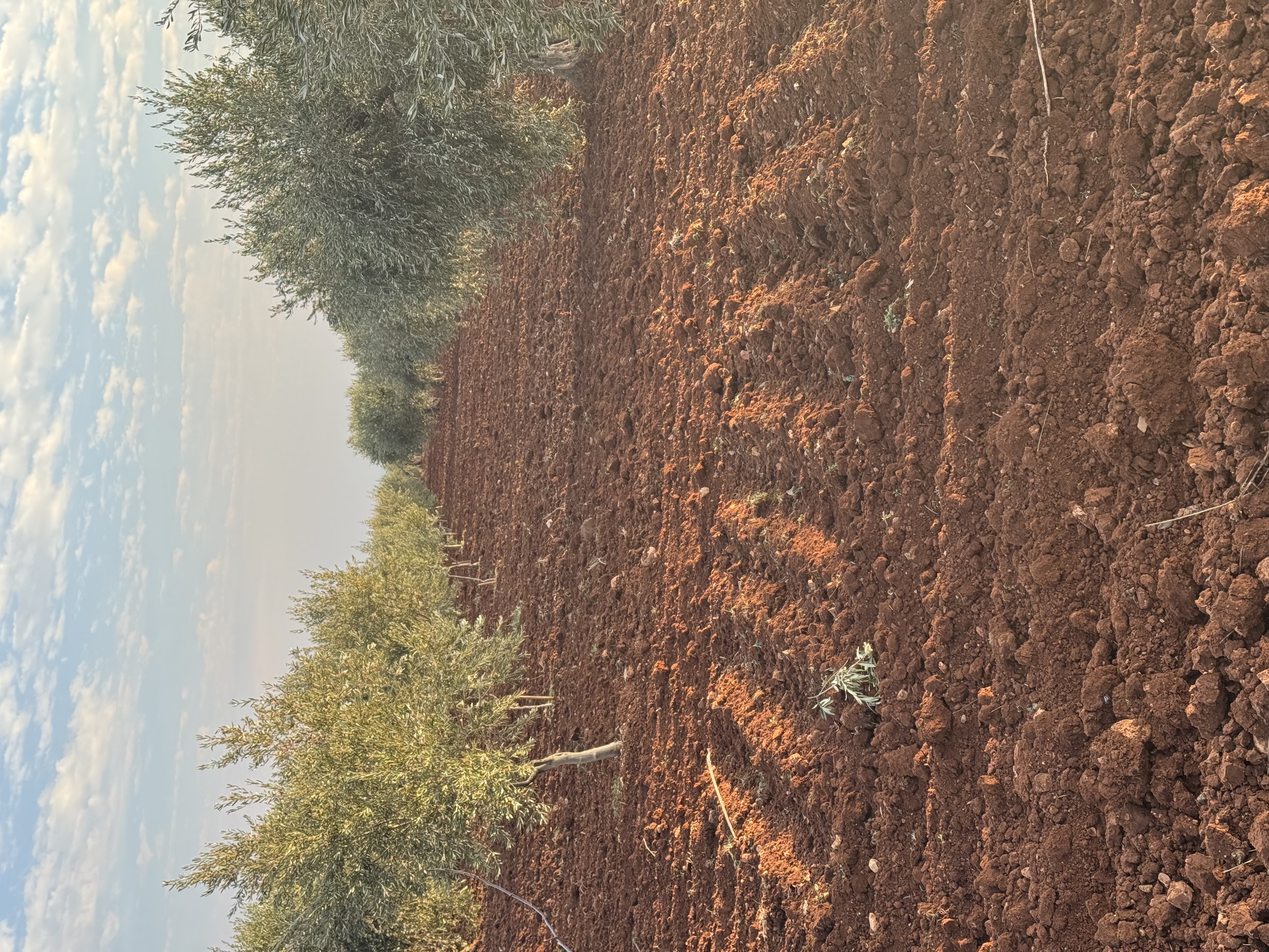 SATILIK ZEYTİNLİK  - KİLİS MERKEZ fotoğraf 17