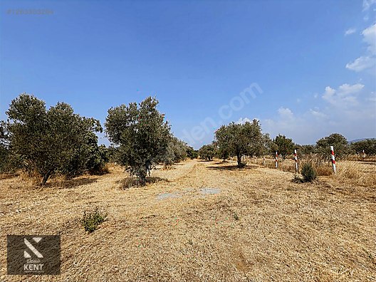 Kemalpaşa Bağyurdu Satılık 5650 m2 Bahçe - İZMİR KEMALPAŞA fotoğraf 14