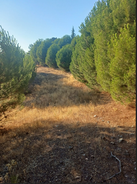 MANİSA AKHİSAR DOĞANKAYA   KÖYÜNDE  3.700 M²  TARLA  SATILIKTIR - MANİSA AKHİSAR fotoğraf 8