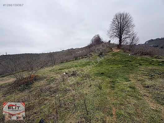 DÜZCE AKÇAKOCA DA EV YAPIMINA UYGUN SATILIK 7.768 M2 FINDIKLIK - DÜZCE AKÇAKOCA fotoğraf 22