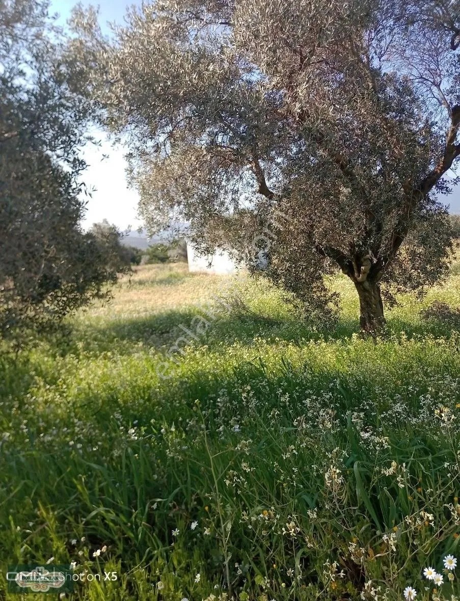 İzmir Torbalı Karakızlar Köyünde 5.500m2 Zeytinlik Satılık - İZMİR TORBALI fotoğraf 11