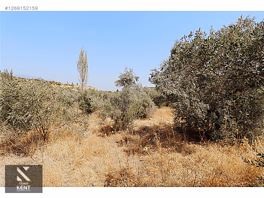 Kemalpaşa Aşağıkızılca Satılık 615 m2 Zeytinlik - İZMİR KEMALPAŞA fotoğraf 14