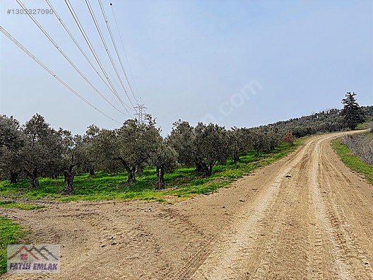 GEMLİK MURATOBA KÖYÜNDE 4695m² SATILIK ZEYTİNLİK - BURSA GEMLİK fotoğraf 2