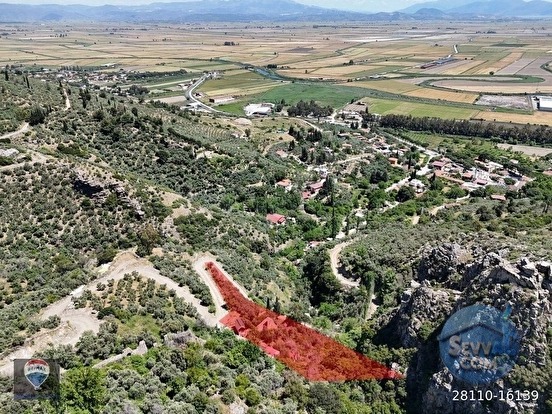 GÜLLÜBAHÇE MEVKİİ SATILIK ZEYTİNLİK-DEĞİRMEN VE HARIMI - AYDIN SÖKE fotoğraf 3
