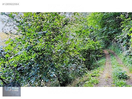 4,5 DÖNÜM FINDIK TARLASI - BARTIN MERKEZ fotoğraf 13