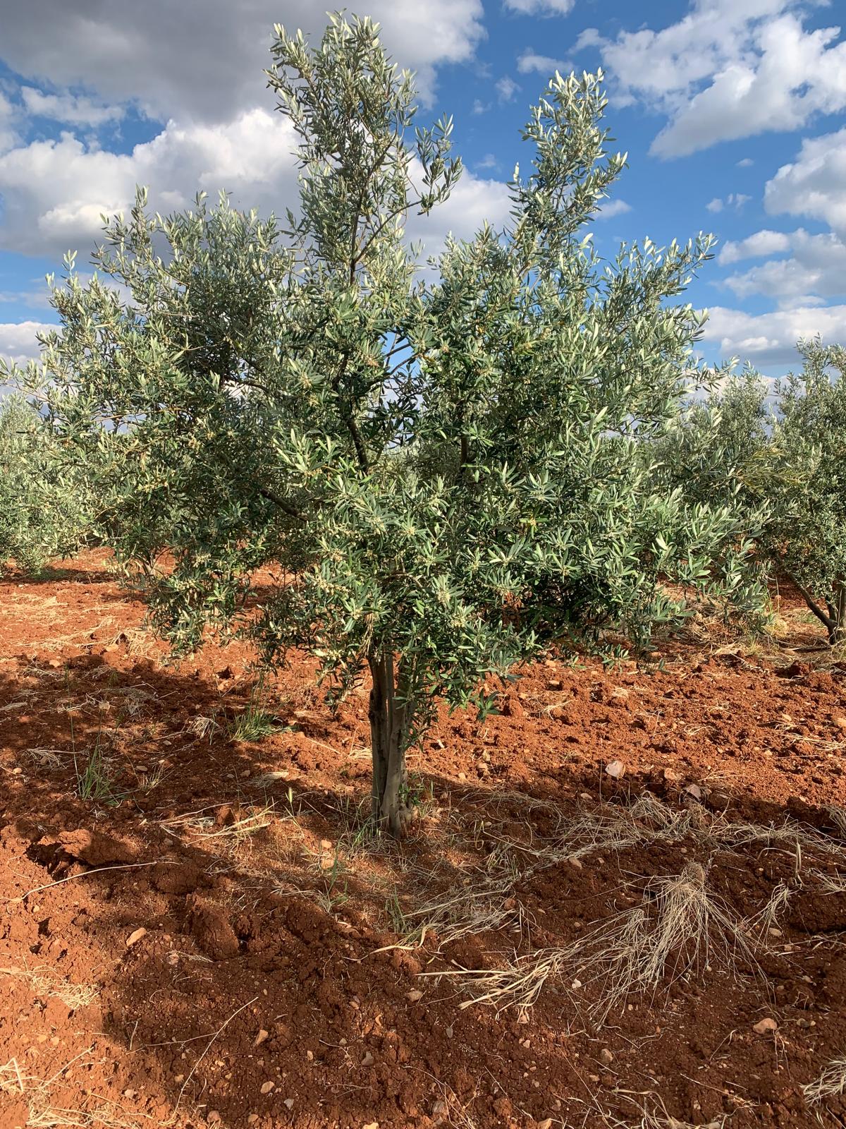 SATILIK 150 AĞAÇ ZEYTİNLİK  - KİLİS MERKEZ fotoğraf 13