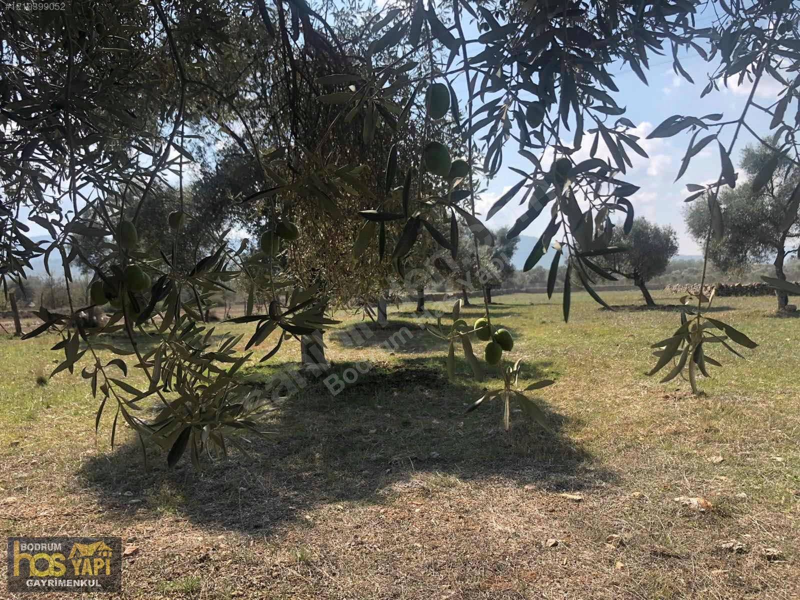 Bodrum Has Yapı Gayrimenkul'den Satılık Tarla - MUĞLA BODRUM fotoğraf 6