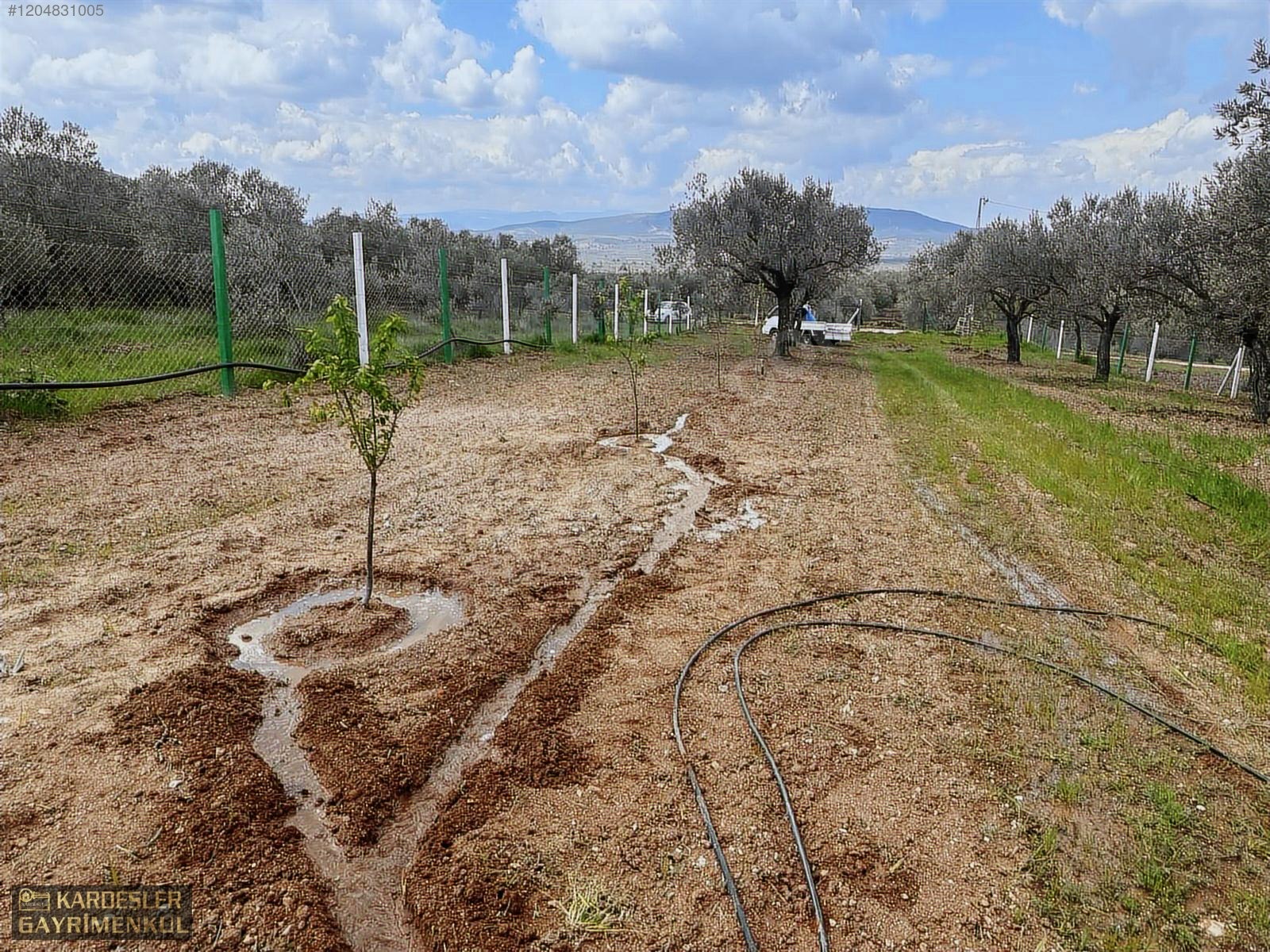 AKHİSAR YENİCEKÖYDE KARIŞIK ZEYTİN MEYVE BAHÇESİ SU ELEKTRİKLİ - MANİSA AKHİSAR fotoğraf 6