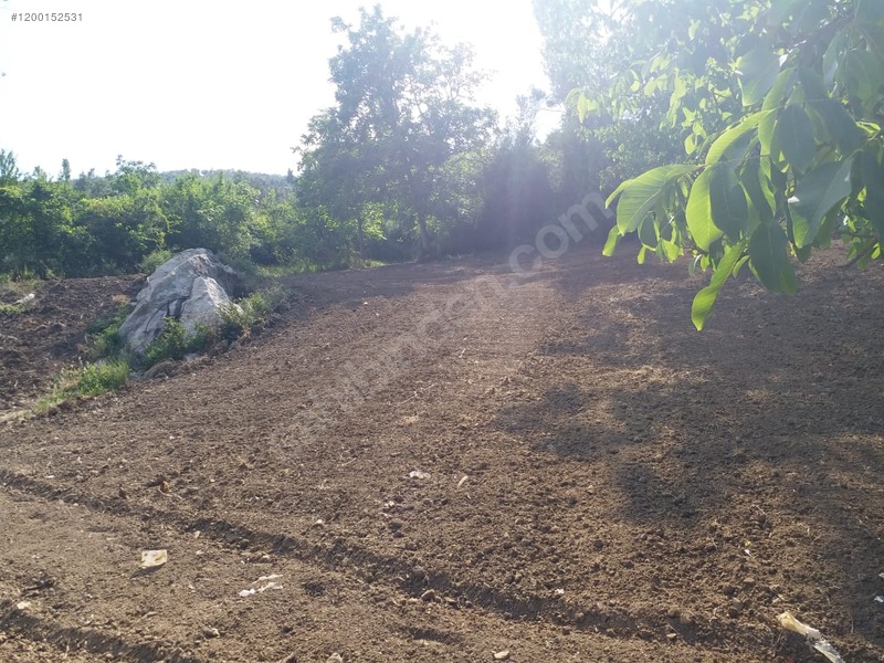 BURSA İZNİK MÜŞKÜLE  KÖYÜNDE 1.209 M² ZEYTİNLİK SATILIKTIR - BURSA İZNİK fotoğraf 15