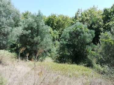BURSA KARACABEY YEŞİLDERE KÖYÜNDE 3.600 M² TARLA SATILIKTIR - BURSA KARACABEY fotoğraf 14