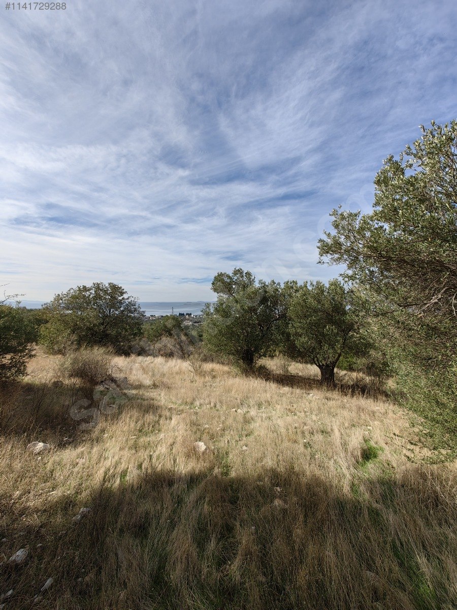İZMİR ALİAĞA AŞAĞIŞAKRAN KÖYÜ’NDE 7.507 M² ZEYTİNLİK SATILIKTIR - İZMİR ALİAĞA fotoğraf 6