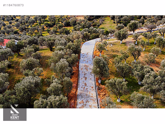 Kemalpaşa Sütçüler Satılık 873 m2 Zeytinlik - İZMİR KEMALPAŞA fotoğraf 8