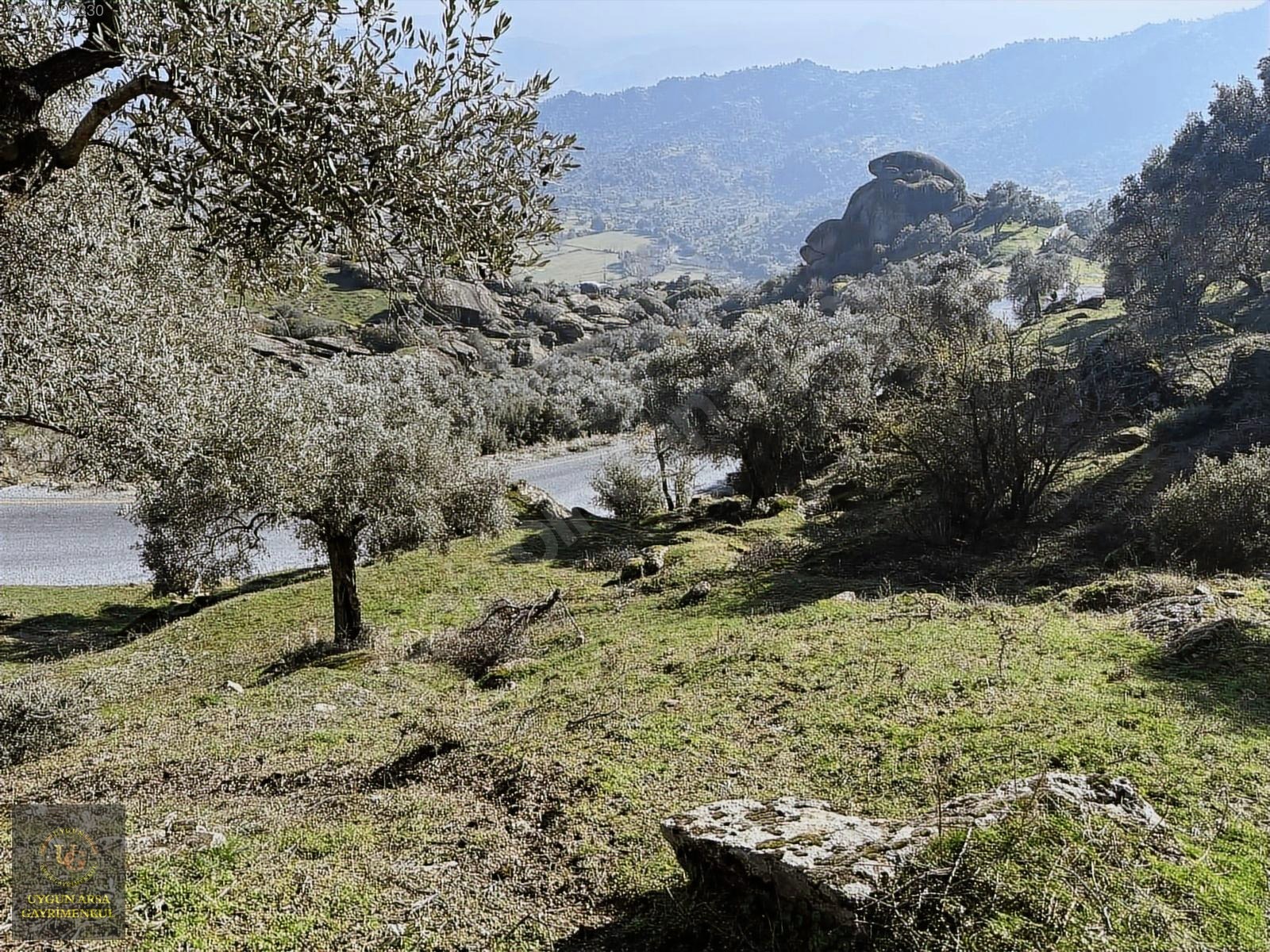 AYDIN KARPUZLU MERKEZ'DE 21.050 M2 ANA YOLA CEPHE ZEYTİNLİK - AYDIN KARPUZLU fotoğraf 4