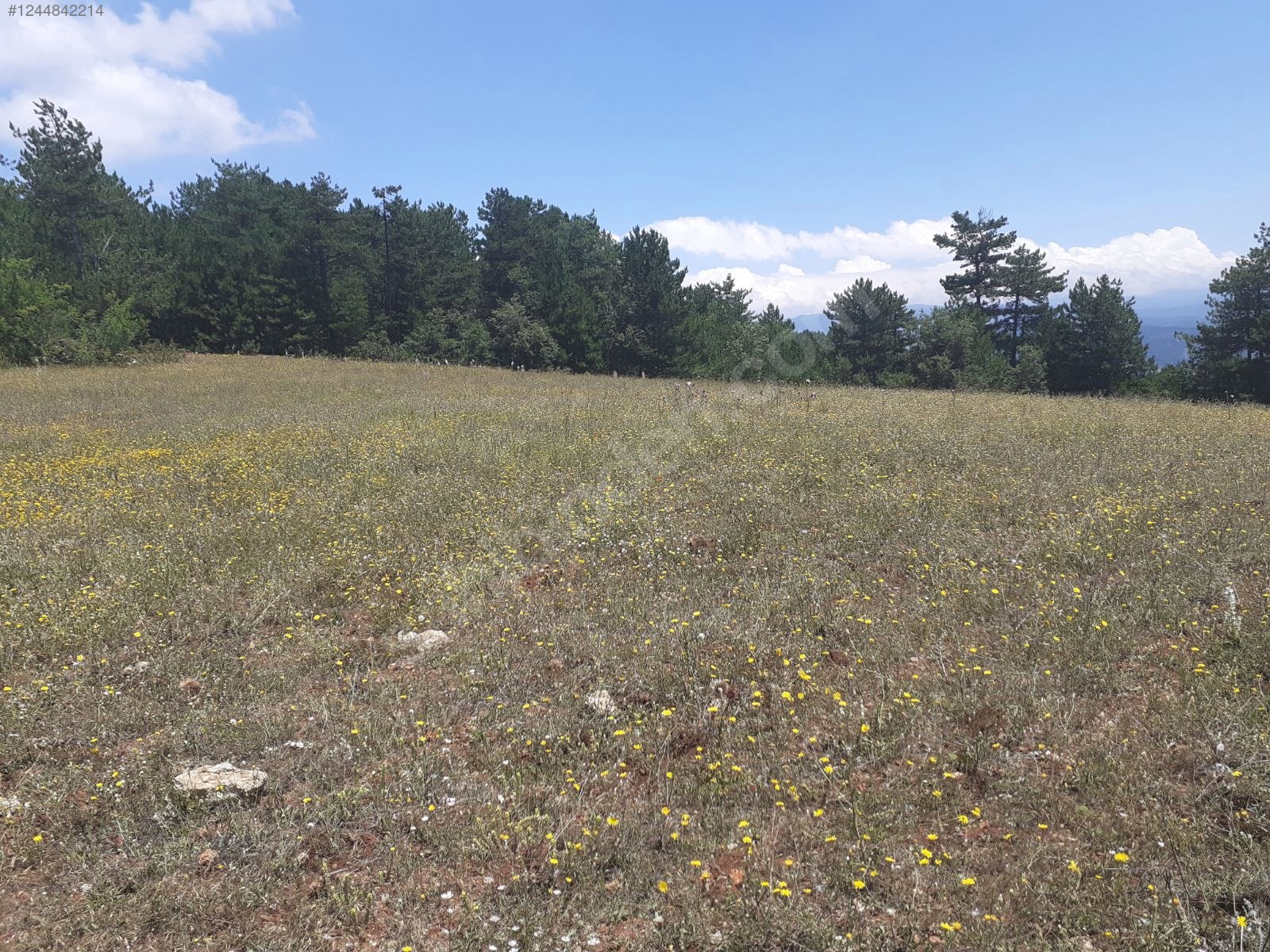BURSA KELEŞ YUNUSLAR 6.251  M² TARLA SATILIKTIR. - BURSA KELES fotoğraf 10