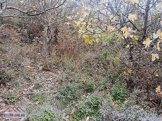 FATİH EMLAKTAN ŞAHİNYURDUNDA 956M2 SATILIK ZEYTİNLİK - BURSA GEMLİK fotoğraf 11