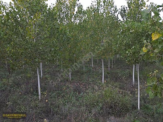 YATIRIM FIRSATI! ERENLER/ŞEYHKÖY MAH. 24.620 M² - SAKARYA ERENLER fotoğraf 9