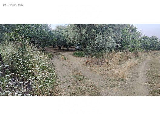 BURSA MUDANYA AKKÖY KÖYÜNDE 2.985 M² ZEYTİNLİK SATILIKTIR. - BURSA MUDANYA fotoğraf 8