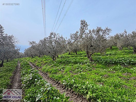 GEMLİK MURATOBA KÖYÜNDE 4695m² SATILIK ZEYTİNLİK - BURSA GEMLİK fotoğraf 8