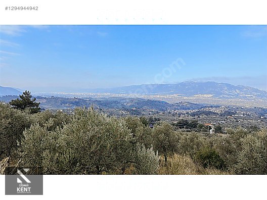 Kemalpaşa Yukarıkızılca Satılık İmar sınırında 6250m2 Zeytinlik - İZMİR KEMALPAŞA fotoğraf 13