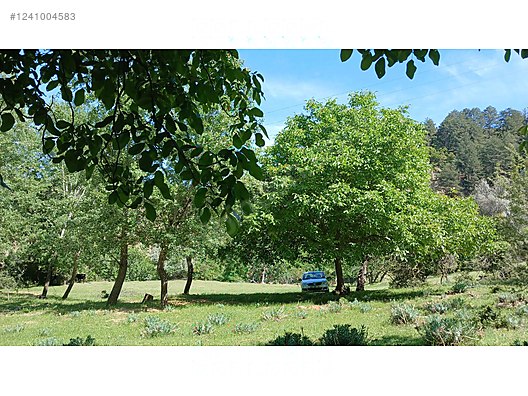 DENİZLİ BABADAĞ KELLECİ KÖYÜNDE  1.586 M²  BAĞ SATILIKTIR - DENİZLİ BABADAĞ fotoğraf 8