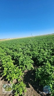🚨 KÜTAHYA'DA ANAYOLA CEPHELİ 6.152 M² VERİMLİ TARLA 🚨 - KÜTAHYA MERKEZ fotoğraf 35
