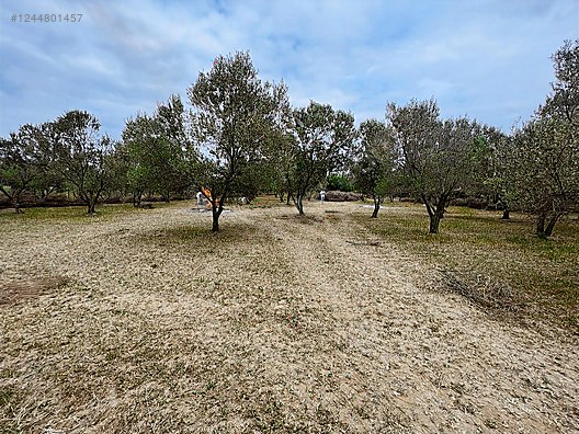 ARYA'DAN EDREMİT ÇIKRIKÇI'DA 5000 M2 TARLA - BALIKESİR EDREMİT fotoğraf 4