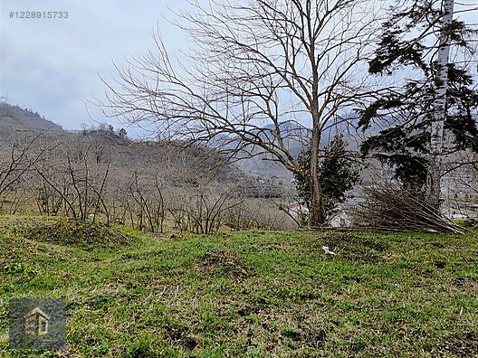 Tirebolu Avcılı Köyünde Satılık 5370 m2 Satılık Arsa. - GİRESUN TİREBOLU fotoğraf 7