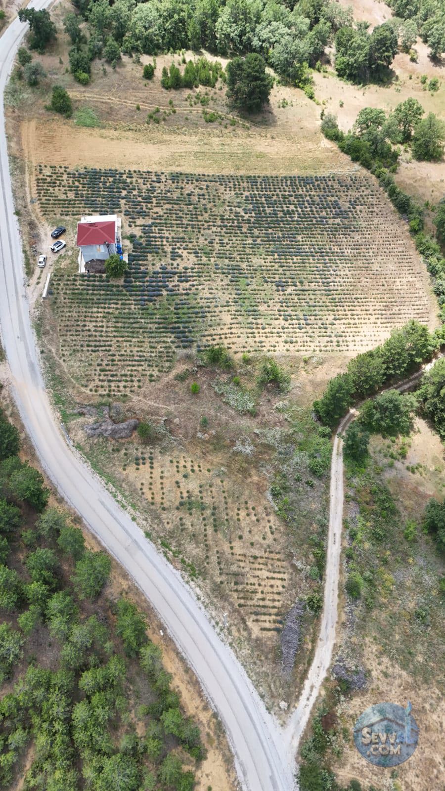 Kütahya'da 14.035m² İçerisinde Lavanta Bahçesi-Yağ Sıkma Fab.-Evi Satılıktır - KÜTAHYA ŞAPHANE fotoğraf 16