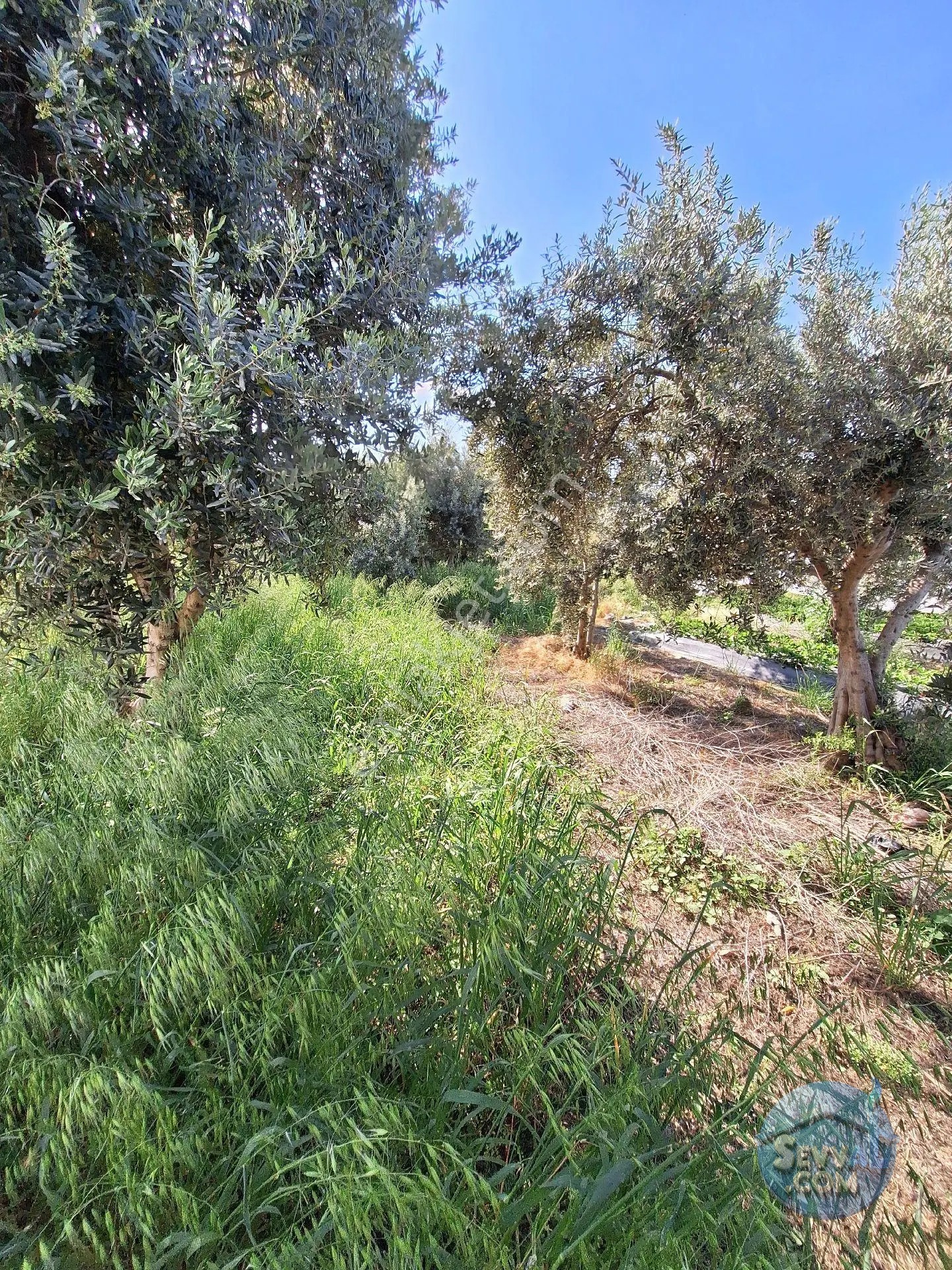 900 M2 Tek Tapu - AYDIN NAZİLLİ fotoğraf 7