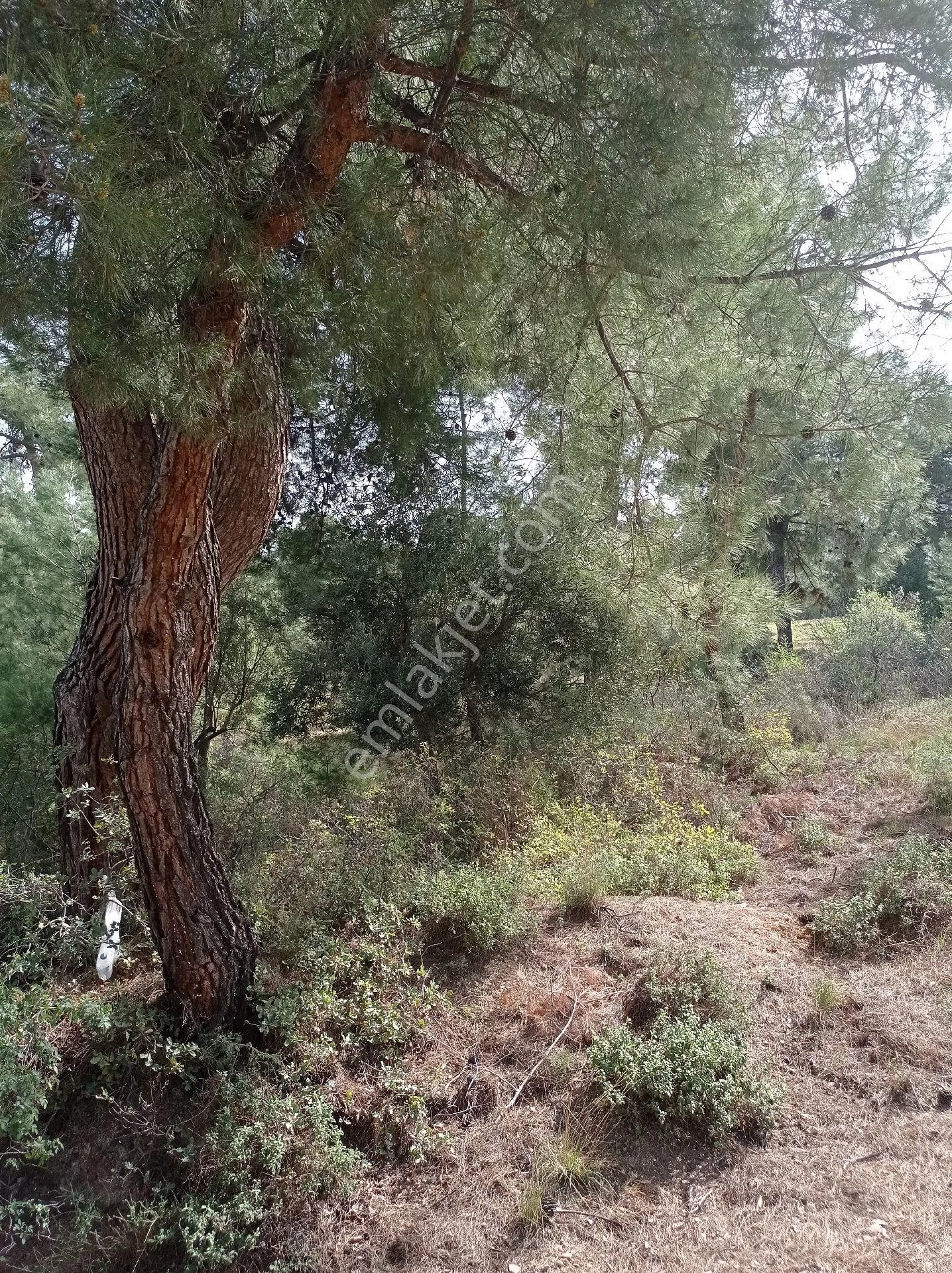 Yeliz'den Soma Merkeze 1 Km Mesafede Zeytinlik - MANİSA SOMA fotoğraf 8