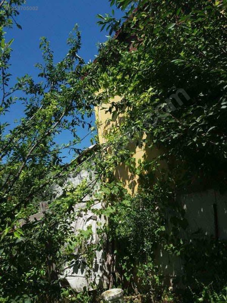 BURSA MUDANYA DEREKÖY KÖYÜNDE 2.526 M²  ZEYTİNLİK SATILIKTIR - BURSA MUDANYA fotoğraf 3