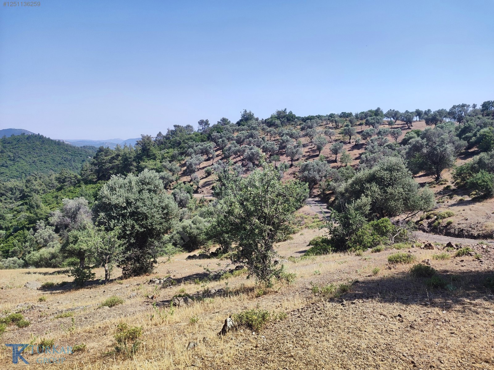 S.HİSAR BEYLER'DE İKİ TARAFTAN KADASTROL YOL CEPHELİ ZEYTİNLİK - İZMİR SEFERİHİSAR fotoğraf 2