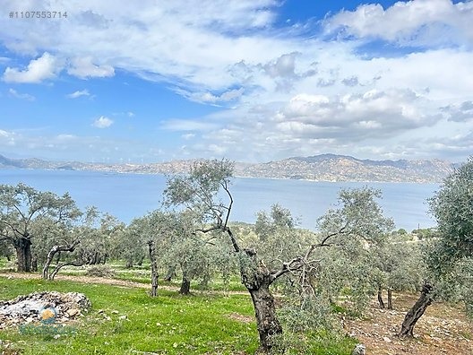 MUGLA MİLAS KARAHAYIT KOYUNDE ASFALTA SİFİR ZEYTİNLİK BAKİMLİ - MUĞLA MİLAS fotoğraf 4