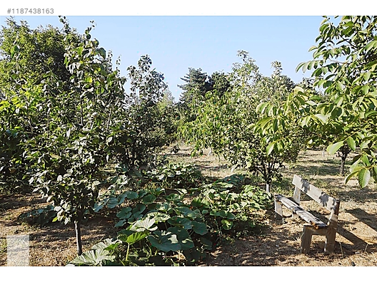 ÇANAKKALE BAYRAMİÇ BEŞİK KÖYÜ 6.900 m2 MEYVA BAHÇESİ 96 m2 EV - ÇANAKKALE BAYRAMİÇ fotoğraf 28