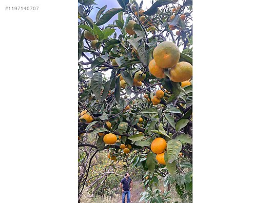 Acil satilik Deniz ve doğa manzaralı çam ağaçlı yer 10.000 M² - HATAY İSKENDERUN fotoğraf 2