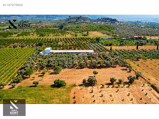 Kemalpaşa Armutlu Satılık 2300 m2 Bahçe Müstakil Parsel Tek Tapu - İZMİR KEMALPAŞA fotoğraf 18