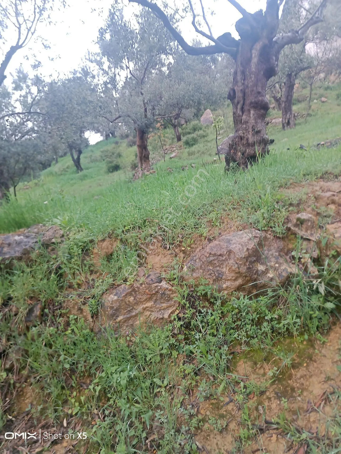 İzmir Torbalı Dirmil Köyünde Tek Tapu 700mt Zeytinlik Satılık - İZMİR TORBALI fotoğraf 9