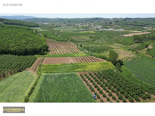 YATIRIM FIRSATI 3.962 M² TARLA FERİZLİ SARIAHMETLER MAH. - SAKARYA FERİZLİ fotoğraf 11