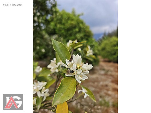 Kemer Kuzderede Yatırımlık & Verimli 15 Dönüm Narenciye Bahçesi - ANTALYA KEMER fotoğraf 9