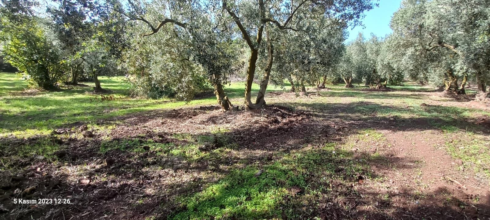 BURSA MUDANYA IŞIKLI  KÖYÜNDE 2.382 M² ZEYTİNLİK SATILIKTIR. - BURSA MUDANYA fotoğraf 8