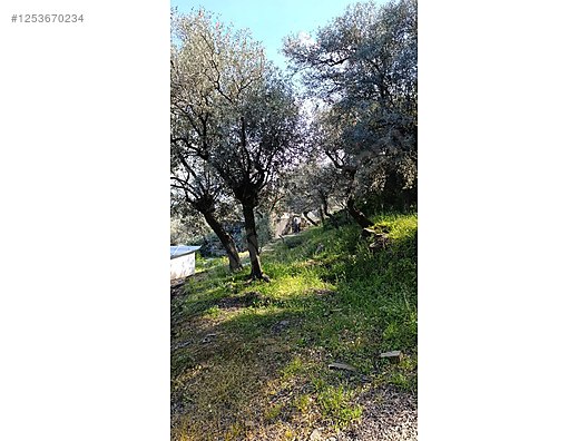 İZMİR BAYINDIR KIZILOVA  KÖYÜNDE 182  M² ZEYTİNLİK  SATILIKTIR - İZMİR BAYINDIR fotoğraf 8