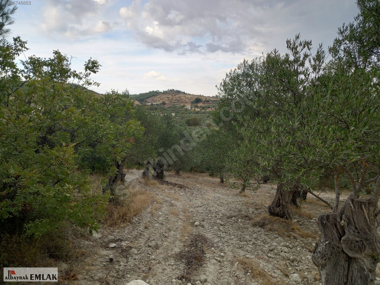 MANİSA SARUHANLI SARIÇAM DA SATILIK 3.500 M2 USLU ZEYTİNLİK - MANİSA SARUHANLI fotoğraf 10