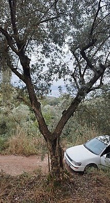 BURSA İZNİK MAHMUDİYE MAHALLESİ'NDE 774 M²  BAĞIMIZ SATILIKTIR - BURSA İZNİK fotoğraf 4