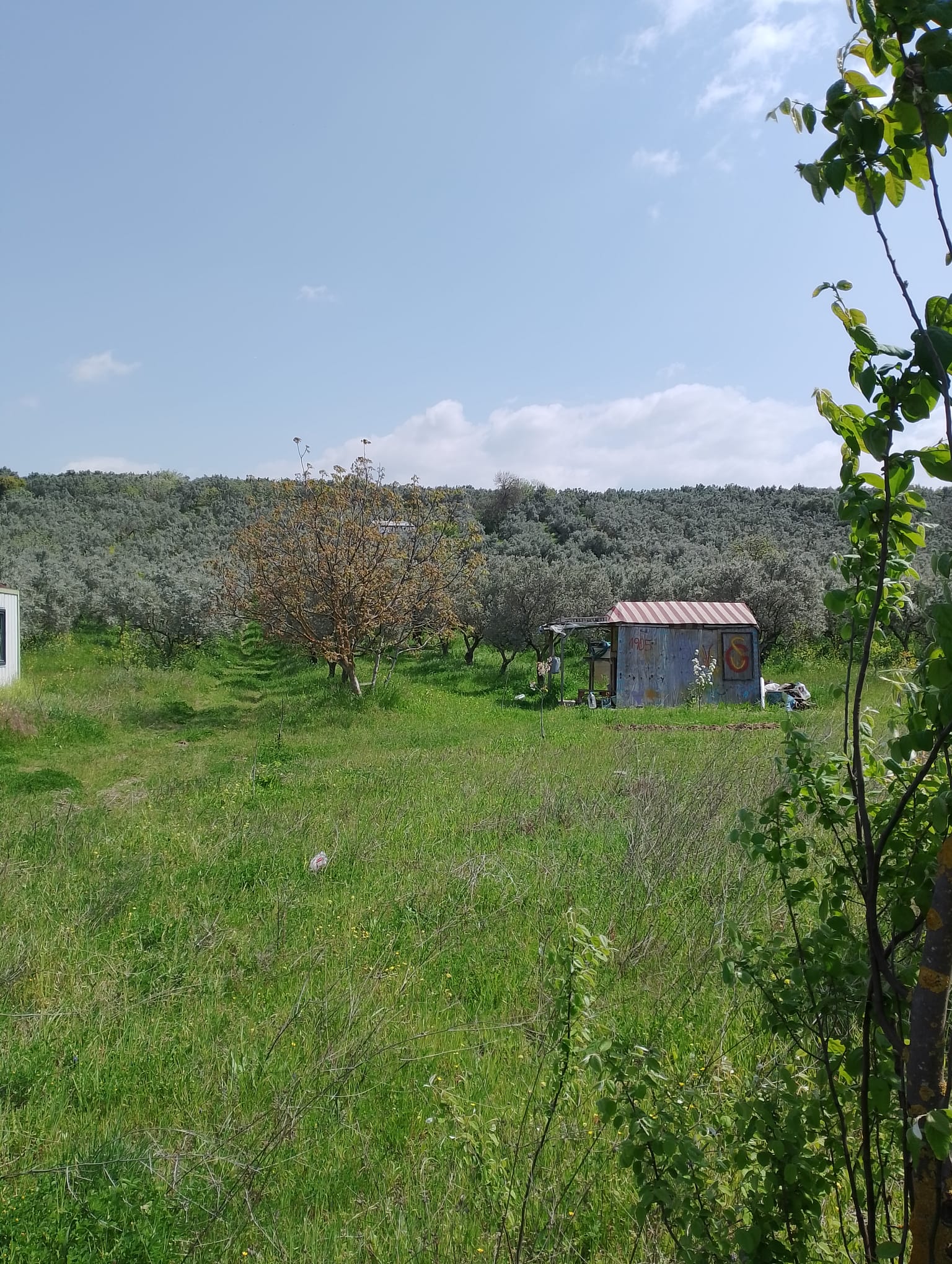 BURSA GEMLİK UMURBEY SATILIK TARLA 2114m² - BURSA GEMLİK fotoğraf 9