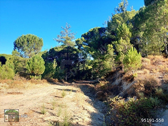 BERGAMA KOZAK YAYLASI YUKARIBEY MAH DE 5625 m2 FISTIKLIK - İZMİR BERGAMA fotoğraf 10